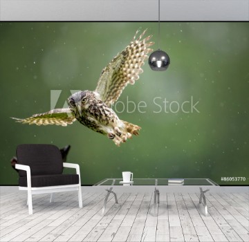 Picture of A little owl flying into land on an old branch in the rain